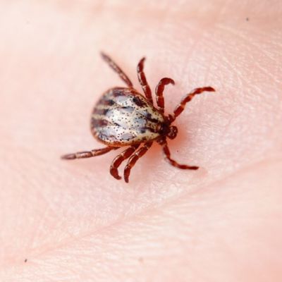 Chronic Lyme, Lyme treatment near me, chronic Lyme testing, mold testing, autoimmune testing, mold toxicity, corridor, Cedar Rapids, chiropractors near me, functional medicine near me, integrative medicine near me