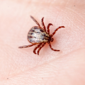 Lyme Infections